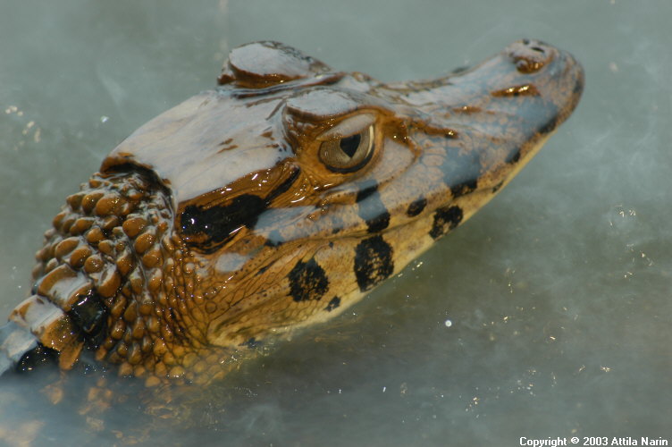 Mamirauá Reserve - Amazonas, Brazil, November 2003
Young caiman in the water by the lodge
