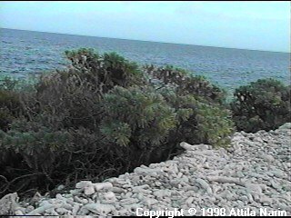 Bonaire: bushes by the shore south of Kralendijk