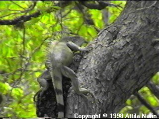 Bonaire: fat iguana on a tree